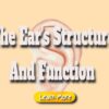 The Ear’s Structure and Function