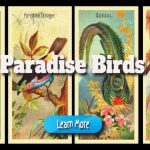 Paradise Birds