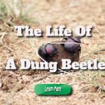 A Look into the Life of a Dung Beetle