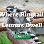 Where Ringtail Lemurs Dwell, And Why They Are Endangered