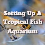 How To Set Up A Tropical Fish Aquarium