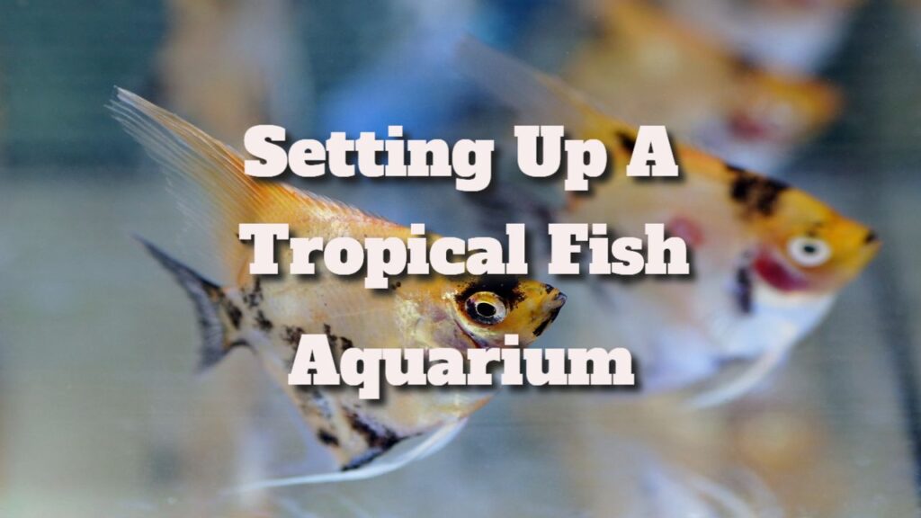 setting up a tropical fish aquarium aquarium
