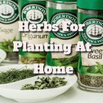 Herbs That Are Good for You to Plant at Home