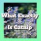 What Does Catnip Consist Of? What Exactly Is Catnip