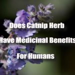 Does Catnip Herb Have Medicinal Benefits For Humans