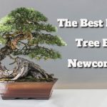 The Best Bonsai Tree For Newcomers