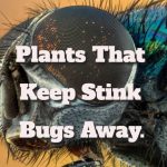 Plants That Keep Stink Bugs Away.