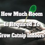 How Much Room Is Required To Grow Catnip Indoors?