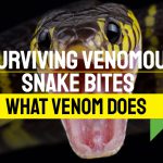 Surviving Snake Venom: Unraveling The Impact