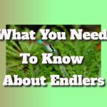 What You Need To Know About Endlers