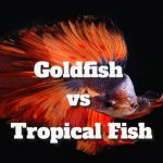 Goldfish vs Tropical Fish: Key Differences Explained