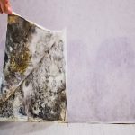 Mould Growth Speed After Water Damage: What to Know