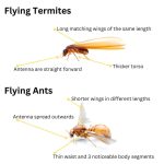 Flying Termites: Explore This Essential Action Plan