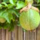 Fruiting Vines for Brisbane Pergolas: Passionfruit, Kiwi & More