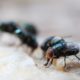 Exterminate Maggots: Essential Tips for Sydney Properties