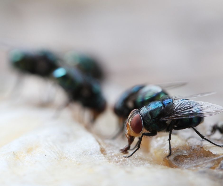 Exterminate Maggots: Essential Tips for Sydney Properties
