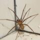 Spider Pest Control: Understanding the Challenges of Elimination