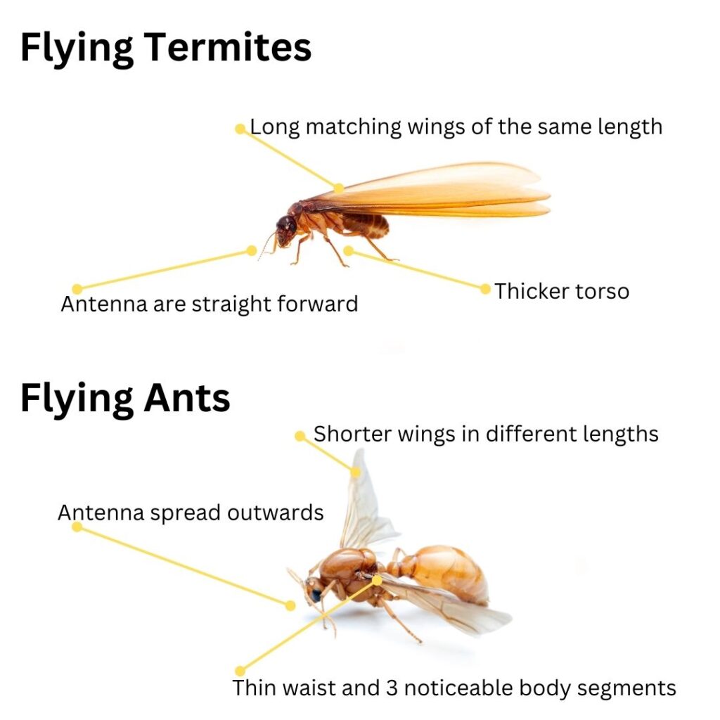 See Flying Termites: What They Really Mean (And What You Should Do)