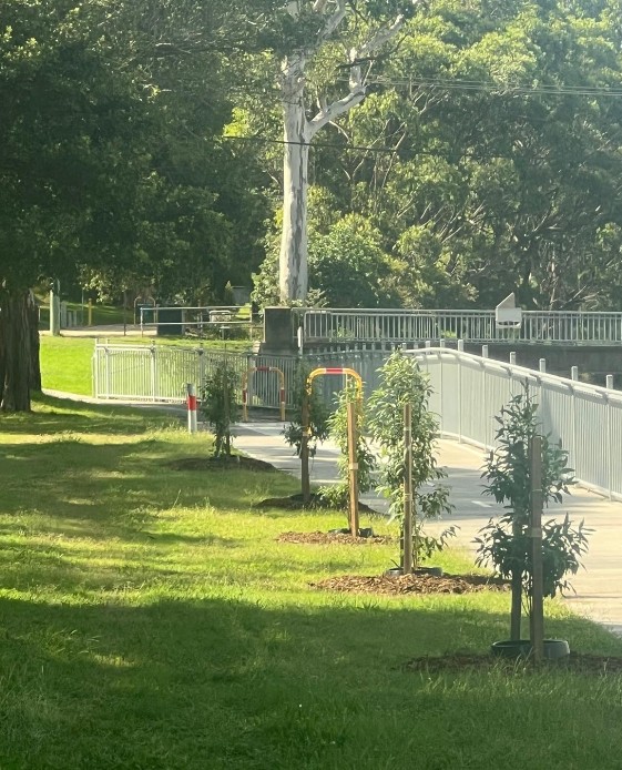 Council Tree Planting Program in Cardiff NSW