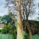 Case Study: When Lightning Strikes A Spotted Gum Tree in Adamstown Heights