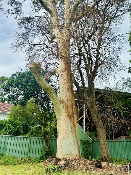 Case Study: When Lightning Strikes A Spotted Gum Tree in Adamstown Heights