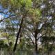 The 6 Trees Newcastle Arborists Remove Most Often (And Why)