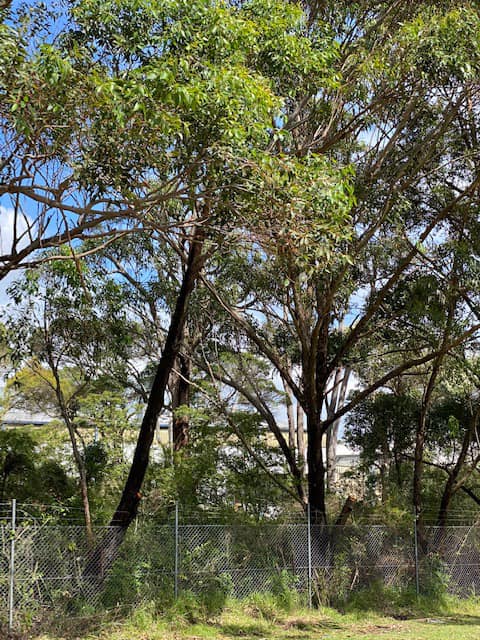 The 6 Trees Newcastle Arborists Remove Most Often (And Why)