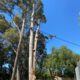 What to Do If a Tree Is Causing a Dispute With Your Neighbour in NSW