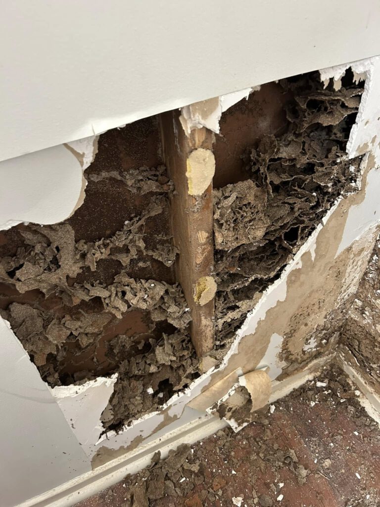 Termite Inspection: Why Winter Is the Ideal Time for Sydney Homes
