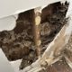 Termite Inspection: Why Winter Is the Ideal Time for Sydney Homes