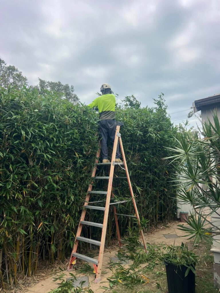 Hedging Plants for Newcastle: Thick, Green, and Low-Maintenance