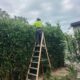 Hedging Plants for Newcastle: Thick, Green, and Low-Maintenance