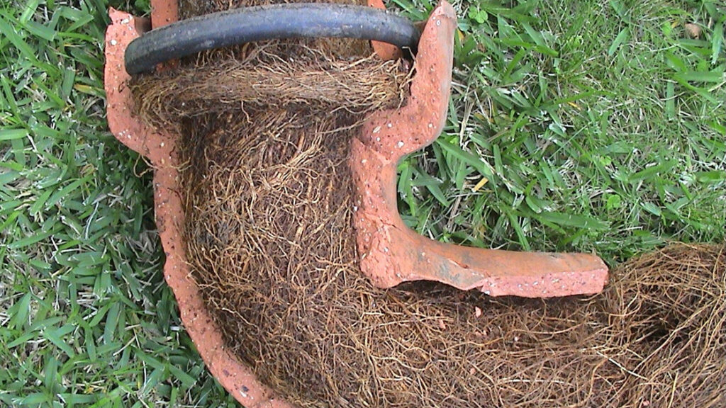 Tree Roots in Drains? Consider Removing the Tree for Good