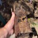 Clay Soil in Caboolture: The Hidden Threat to Your Pipes