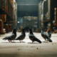 Pigeon Control Services and Bird Shooting in Sydney