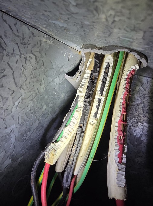 Electrical Faults in Mid North Coast Properties: Ants, Rats, and Mice