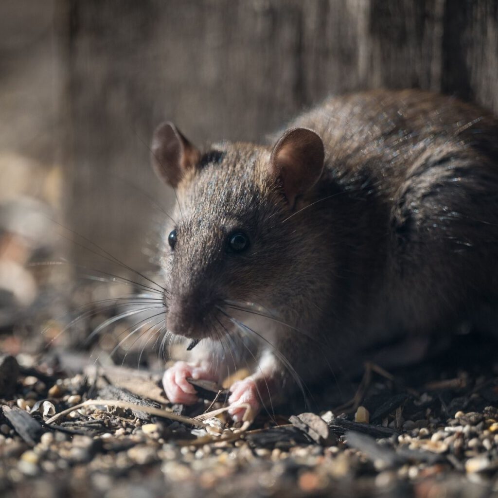 Rodent-Proof Your Home: Effective Tips to Keep Rats Out