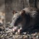 Rodent-Proof Your Home: Effective Tips to Keep Rats Out