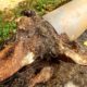 Tree Roots in Wollongong Drains: The Ongoing Battle