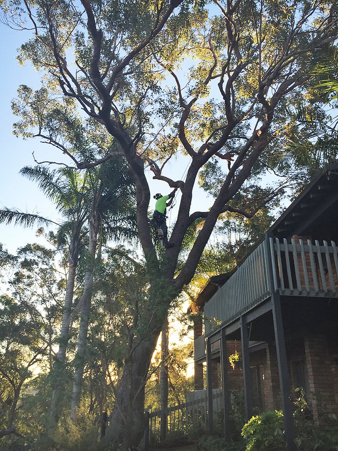 arborist
