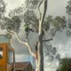 Council Approval for Tree Removal in Newcastle and Lake Macquarie