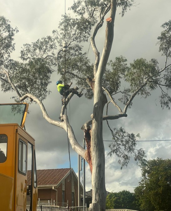 Council Approval for Tree Removal in Newcastle and Lake Macquarie