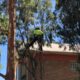 Tree Lopping: Understanding Its Impact on Trees