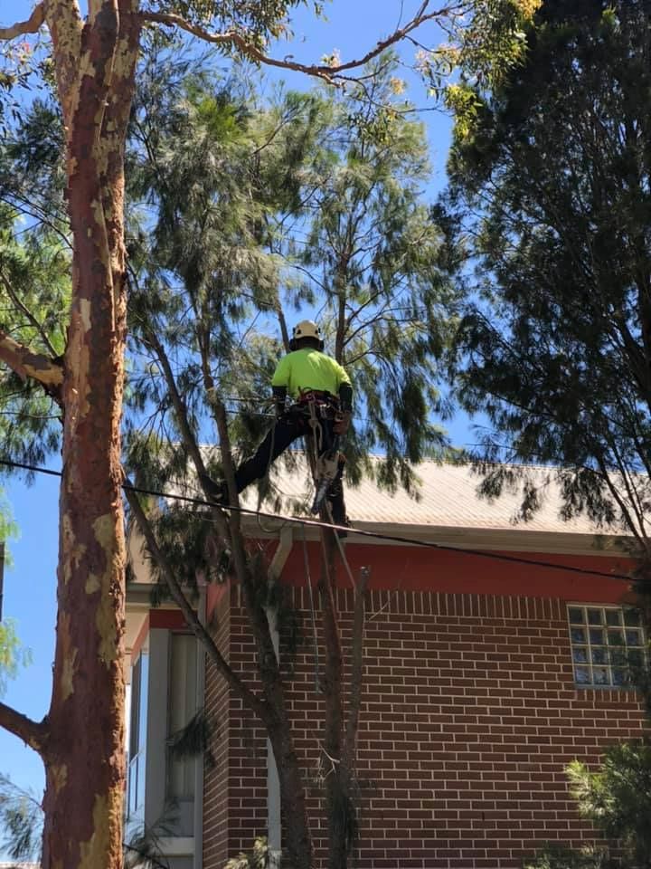 Tree Lopping: Understanding Its Impact on Trees