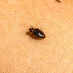 Identify and Prevent Bed Bugs in Sydney: A Pest off Guide