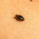 Identify and Prevent Bed Bugs in Sydney: A Pest off Guide