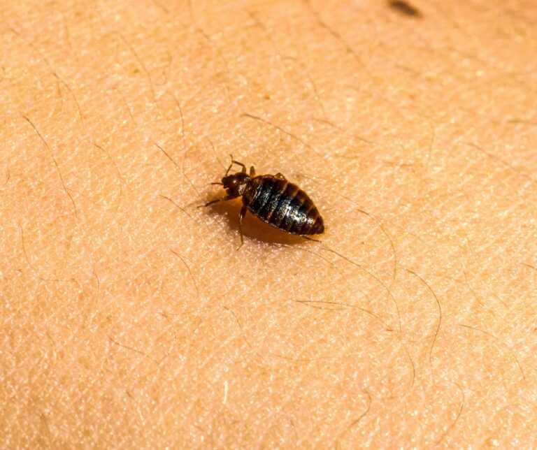 An adult bed bug on human skin, showing its flat, oval, reddish brown body