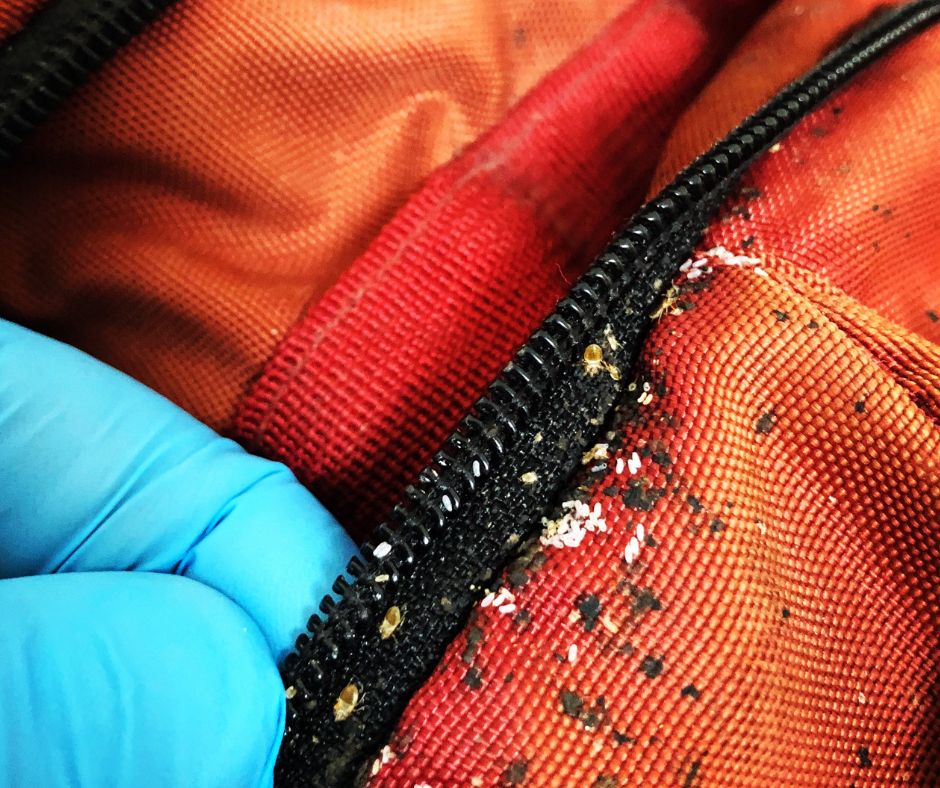 Bed bugs, white eggs and dark droppings along the zip of a fabric bag, held open by a gloved hand