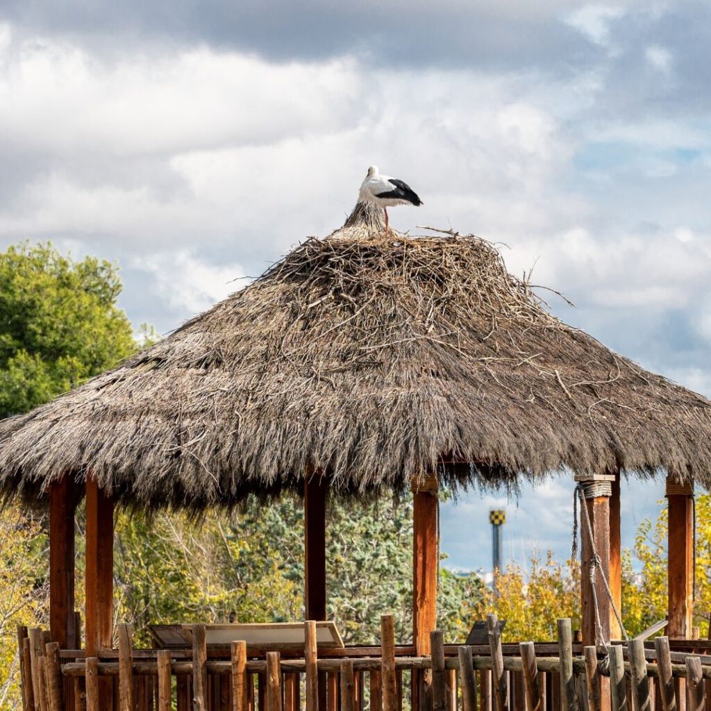 Removing a Gazebo or Bali Hut in Sydney Efficiently