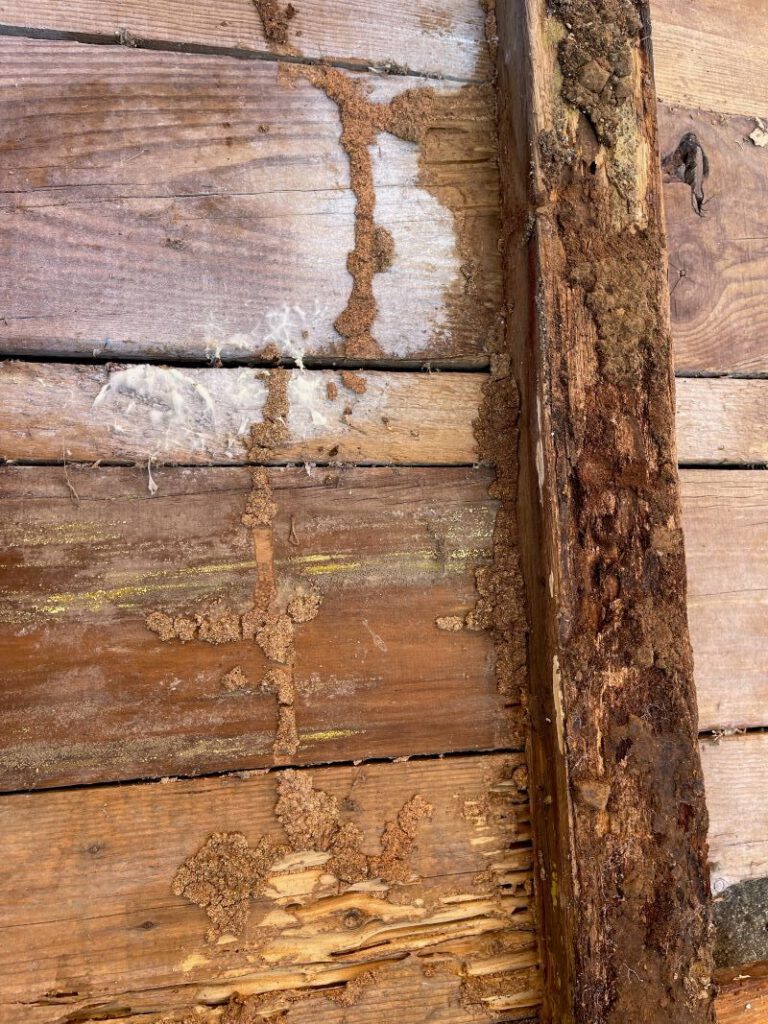 Signs of Termites in Your House: Key Indicators to Notice